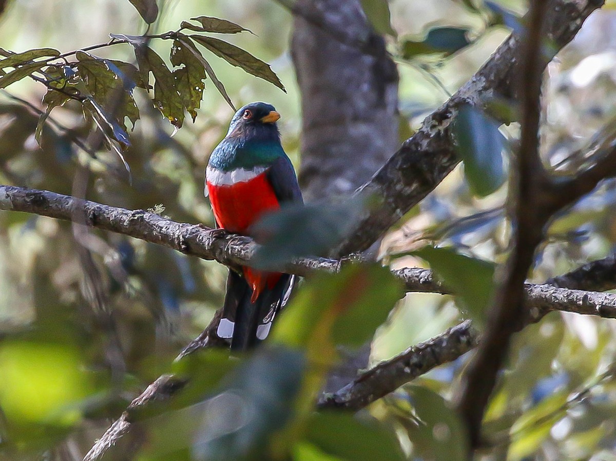 Mountain Trogon - Larry Schmahl