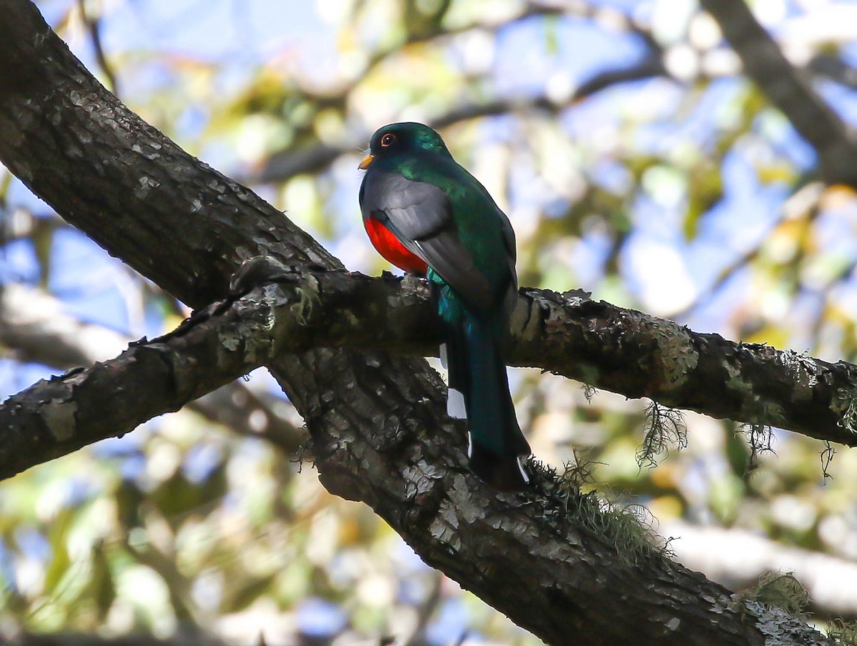 Trogon montagnard - ML613669028