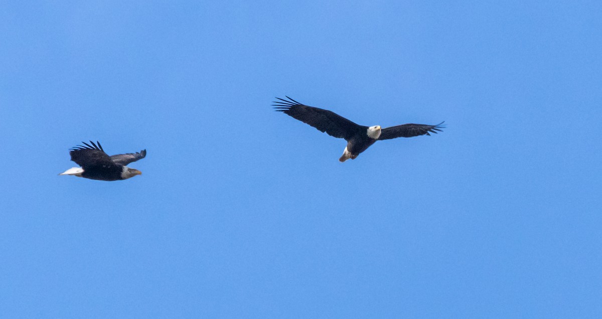 Bald Eagle - Timothy Aarons