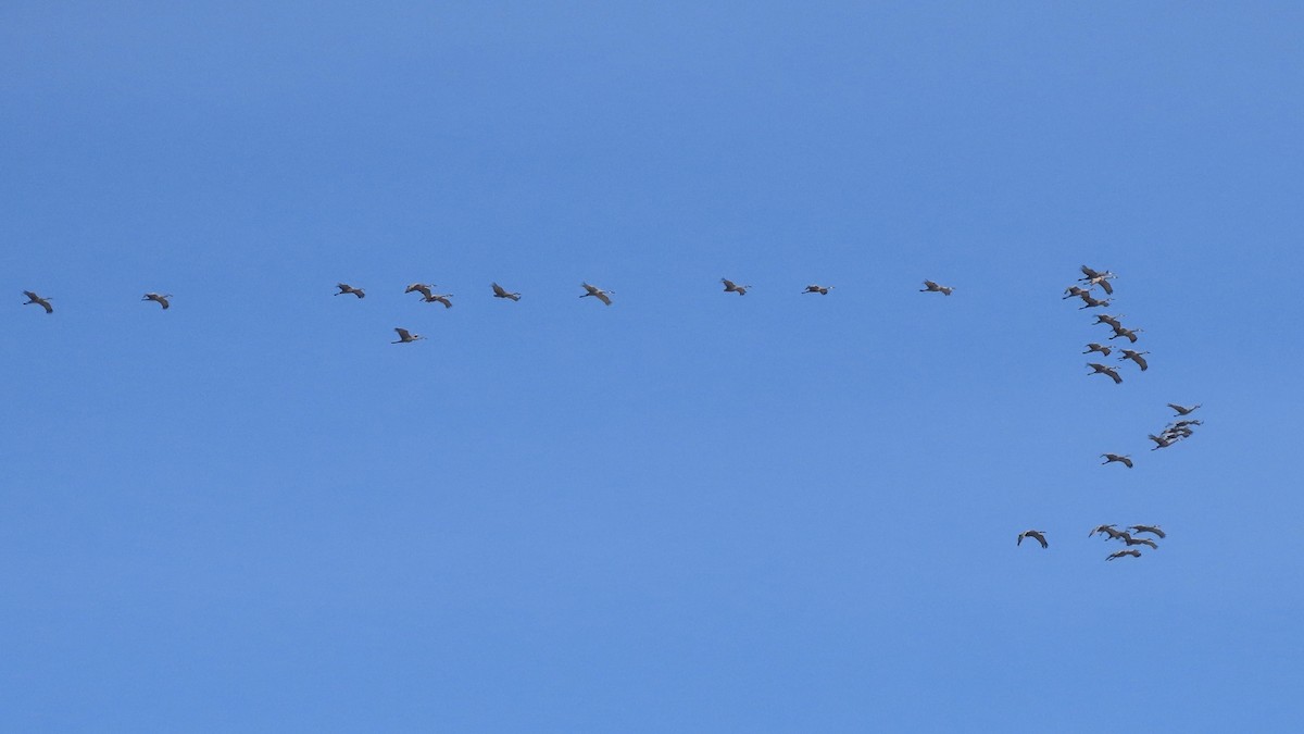 Sandhill Crane - ML613669072