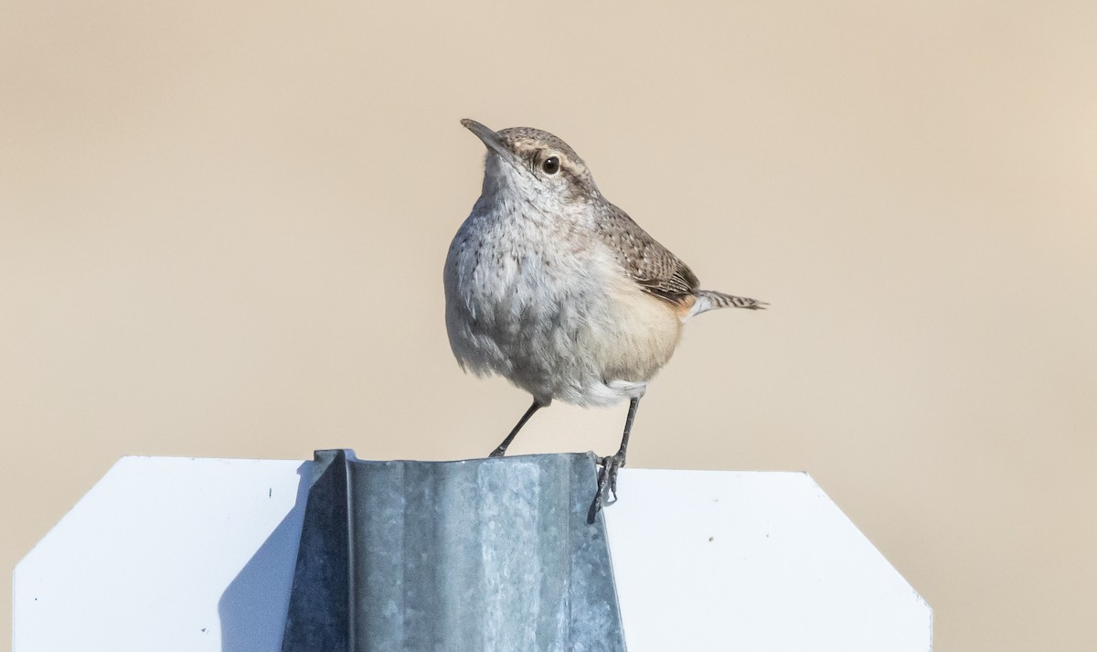 Rock Wren - ML613669209