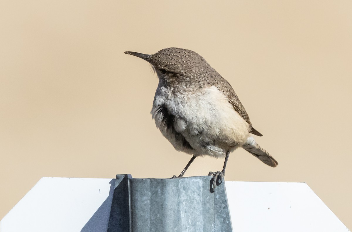 Rock Wren - Timothy Aarons