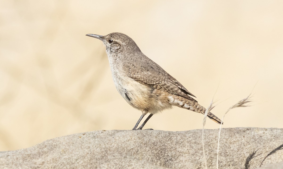 Rock Wren - ML613669220