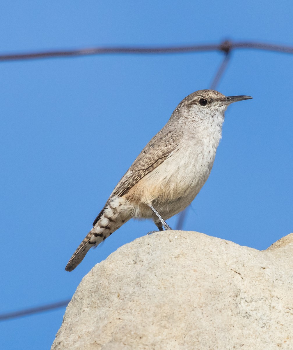 Rock Wren - ML613669229