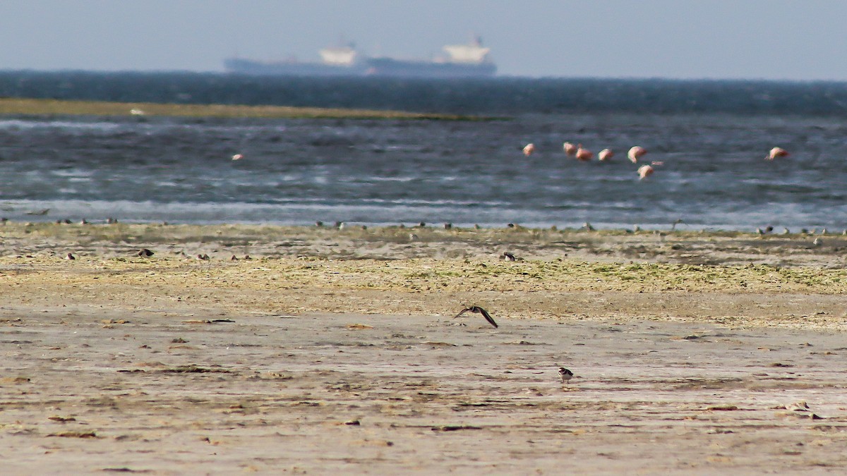 Semipalmated Plover - ML613669263