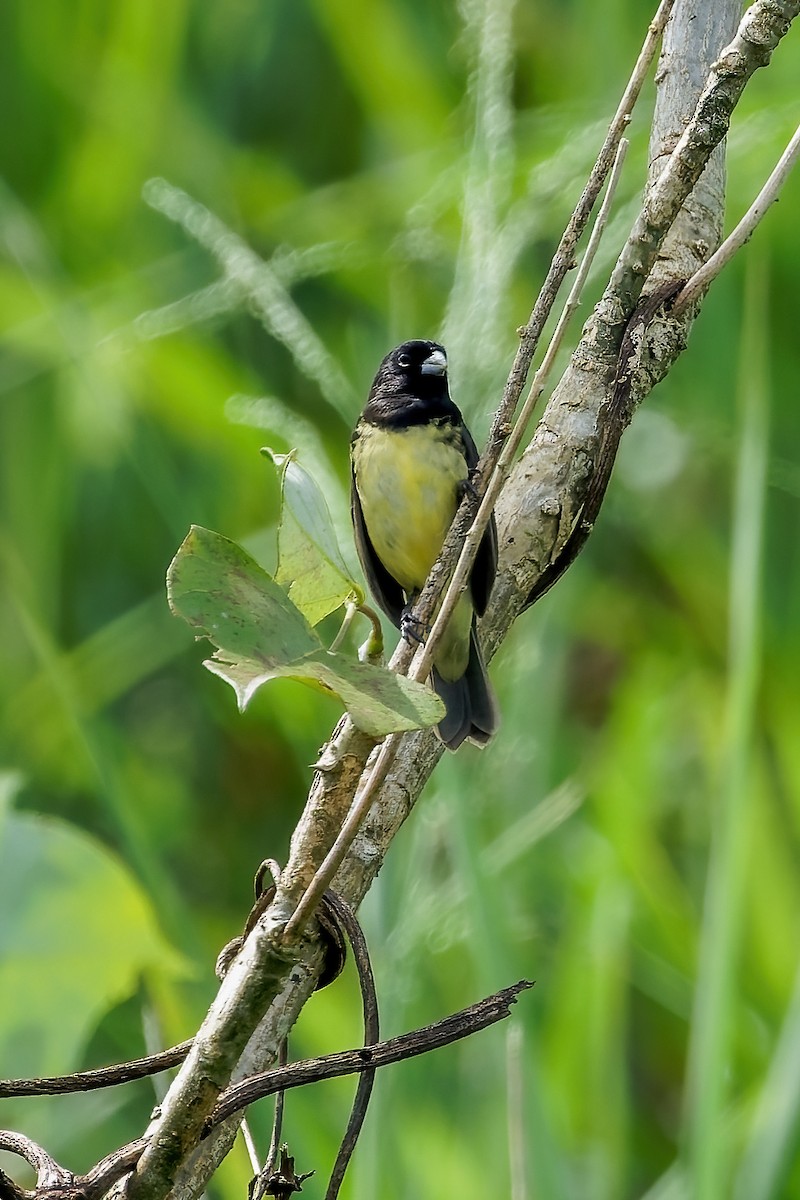Yellow-bellied Seedeater - ML613669392