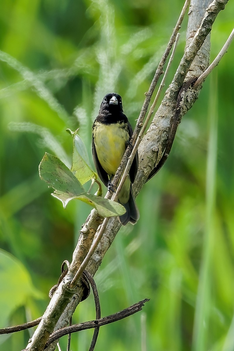Yellow-bellied Seedeater - ML613669393
