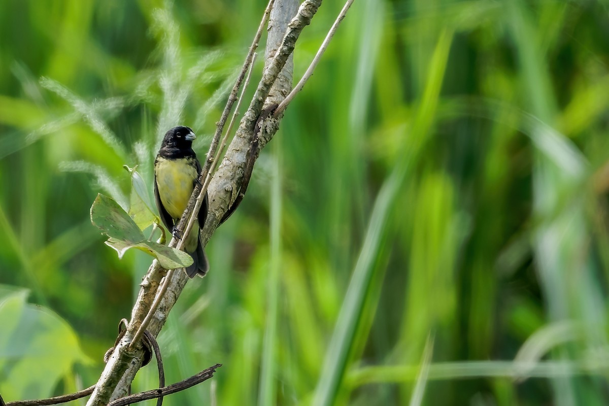 Yellow-bellied Seedeater - ML613669394