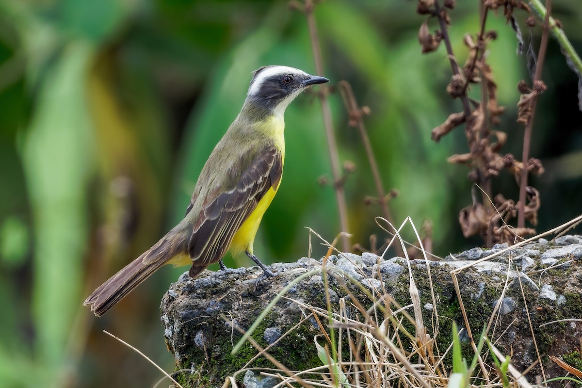 White-ringed Flycatcher - ML613669459