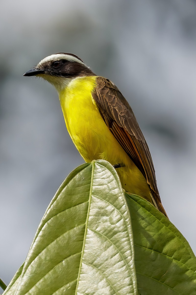 Rusty-margined Flycatcher - ML613669523