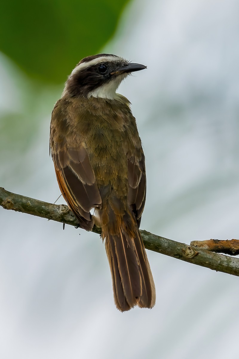 Rusty-margined Flycatcher - ML613669524