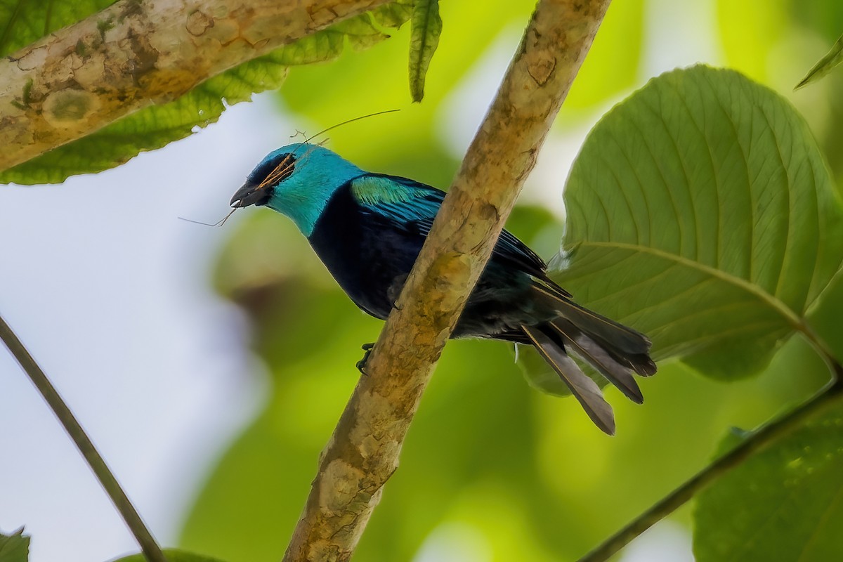 Blue-necked Tanager - ML613669553