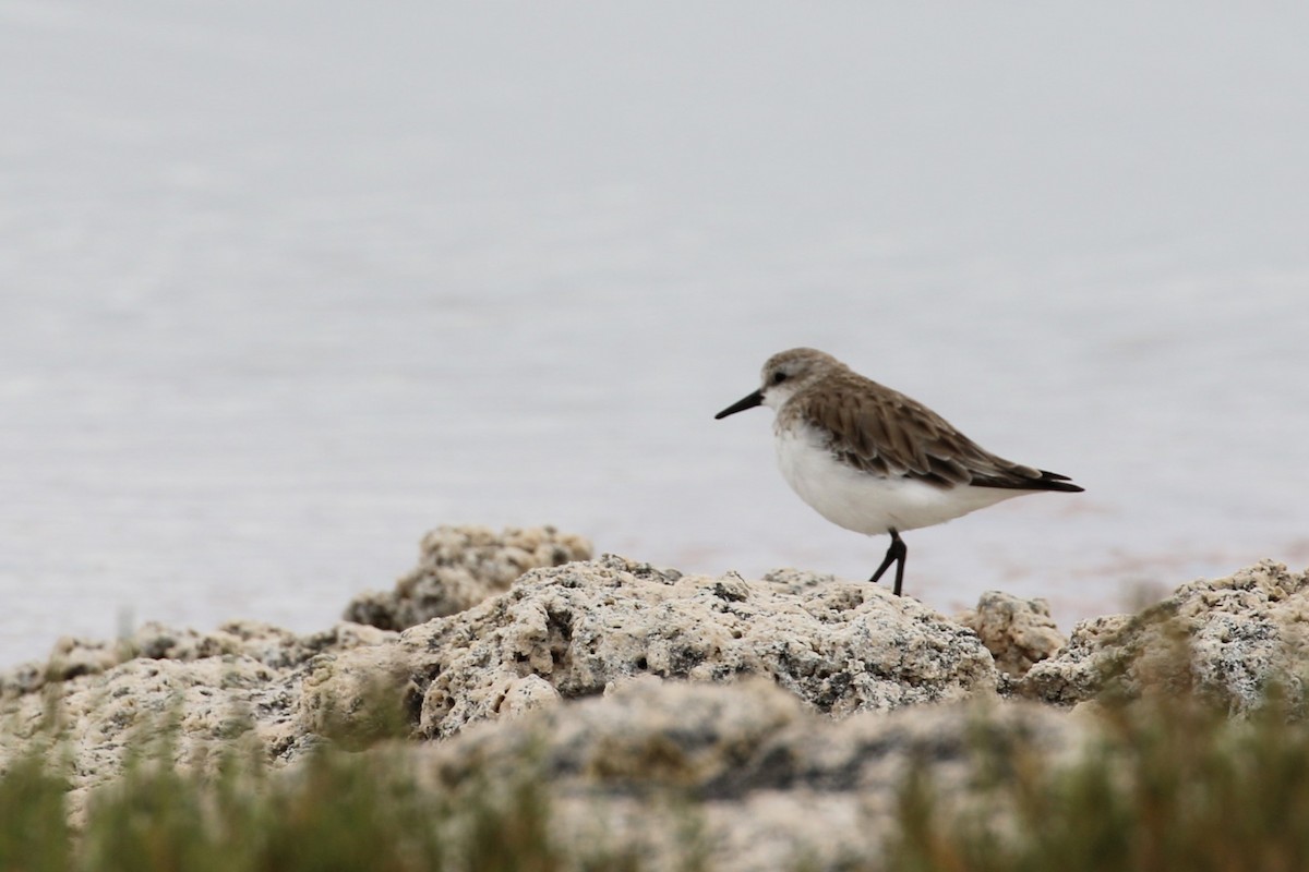 Red-necked Stint - Alan Henry