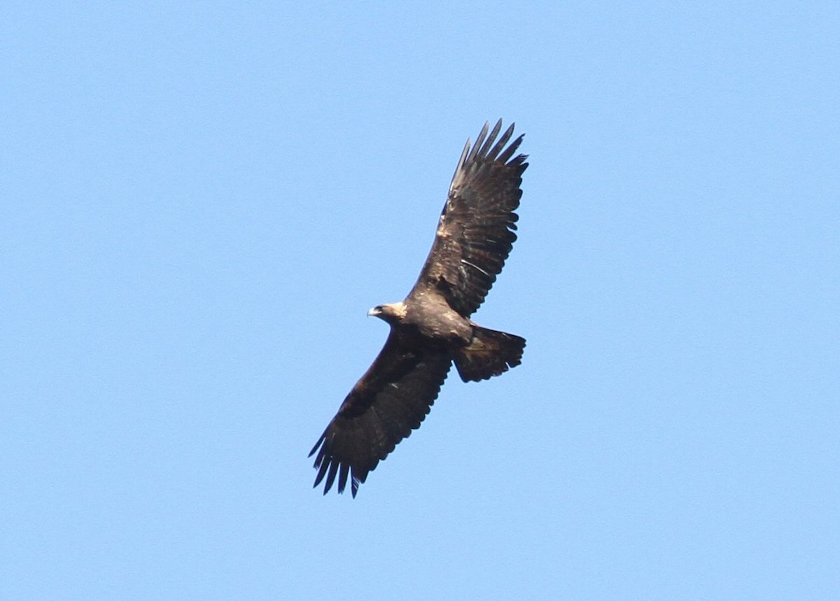 Águila Real - ML613669687