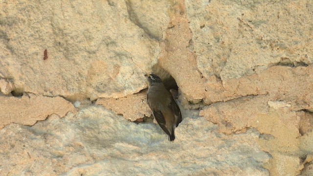 Striated Pardalote (Striated) - ML613669709