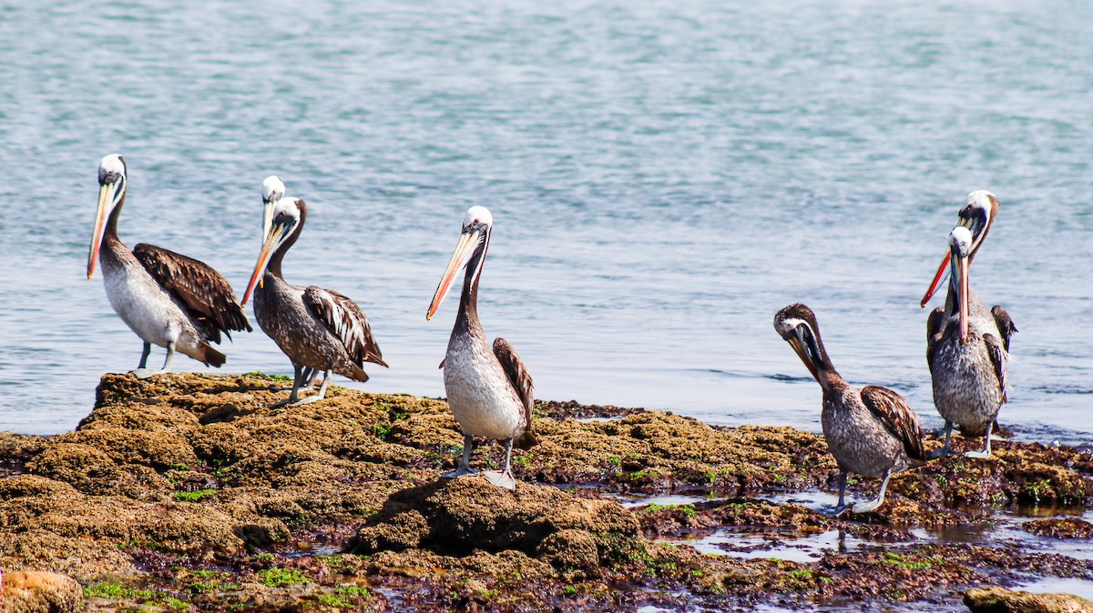 pelikán chilský - ML613669748