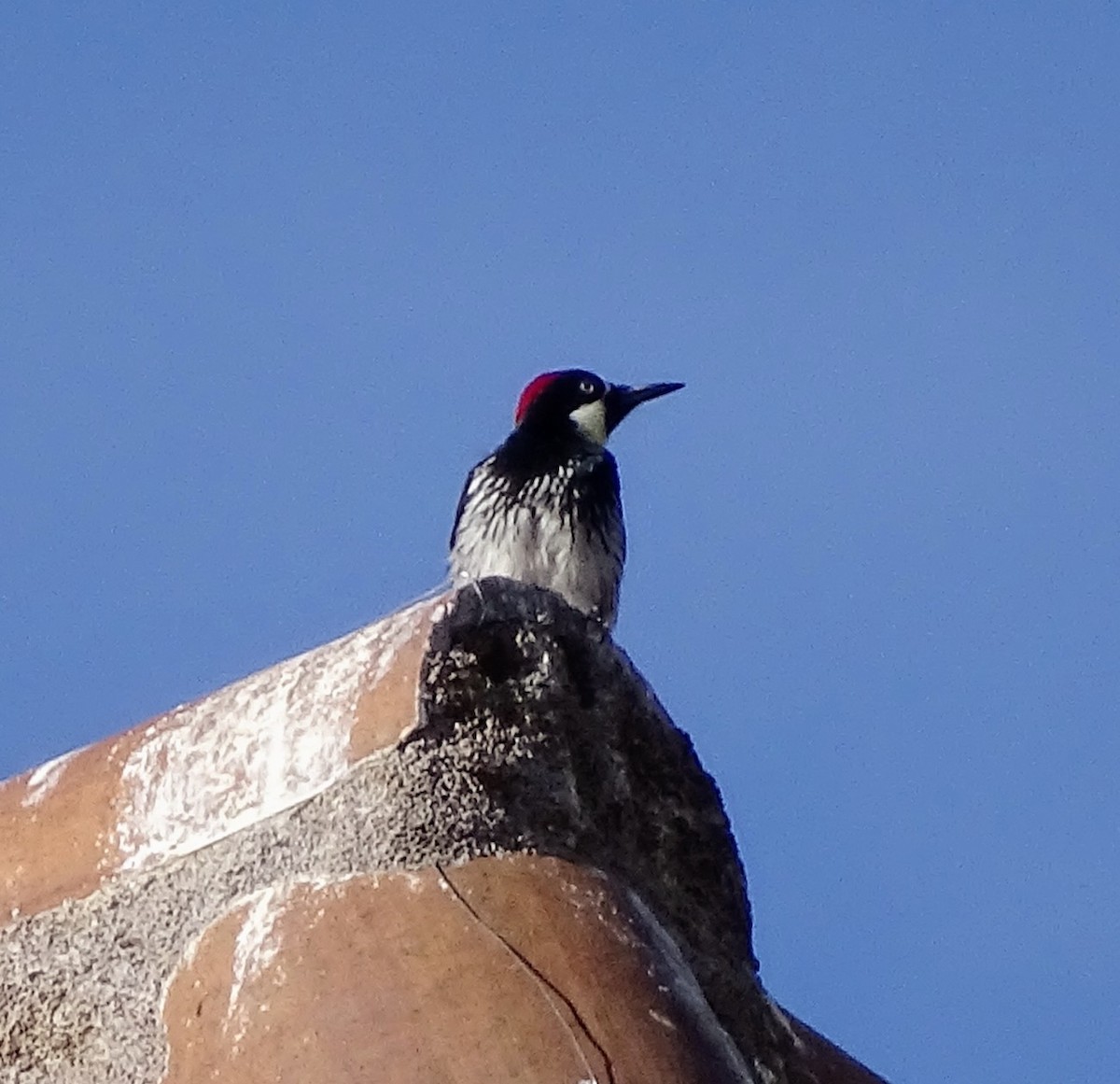 Acorn Woodpecker - ML613669817