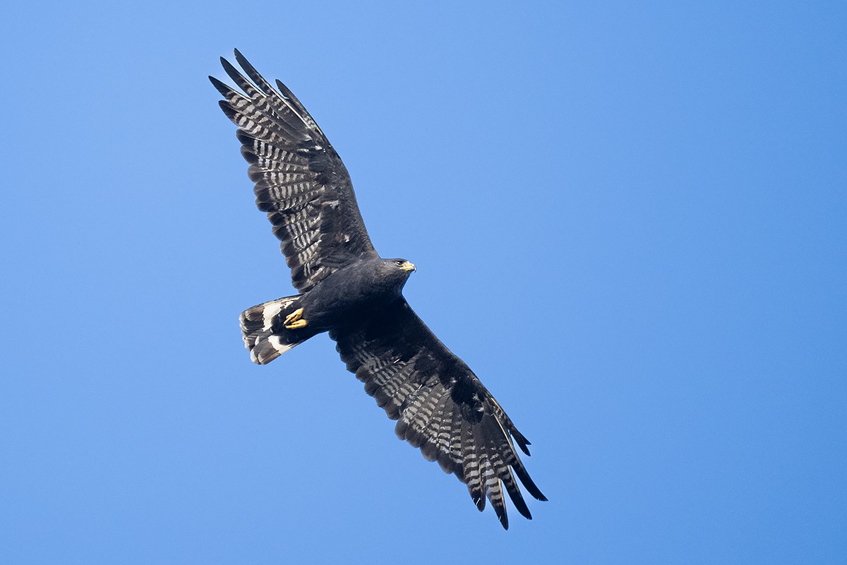 Zone-tailed Hawk - Leander Khil