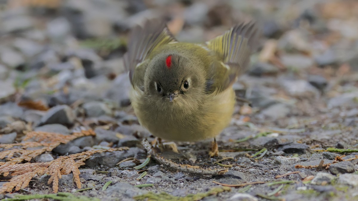 Ruby-crowned Kinglet - ML613669942