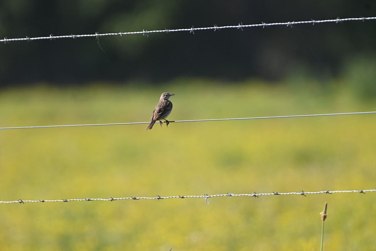 Australian Pipit - Hitomi Ward