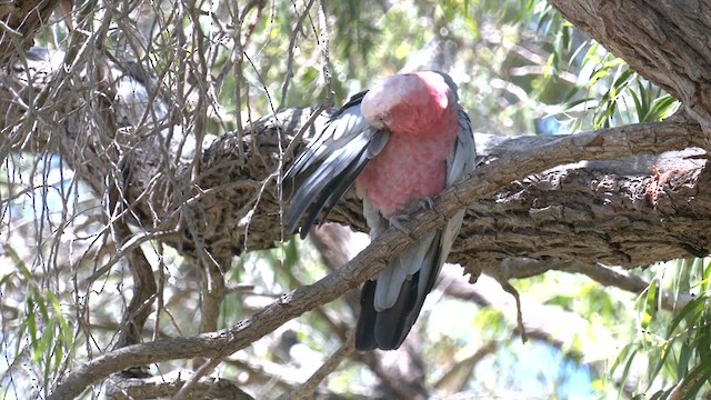 kakadu růžový - ML613670087