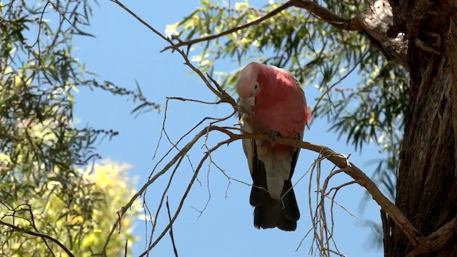 Cacatúa Galah - ML613670089