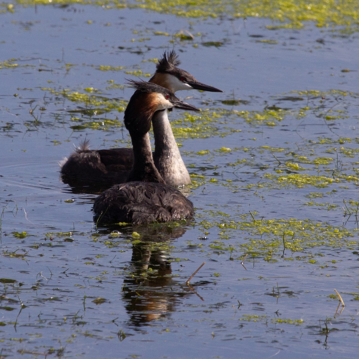 Great Crested Grebe - ML613670124