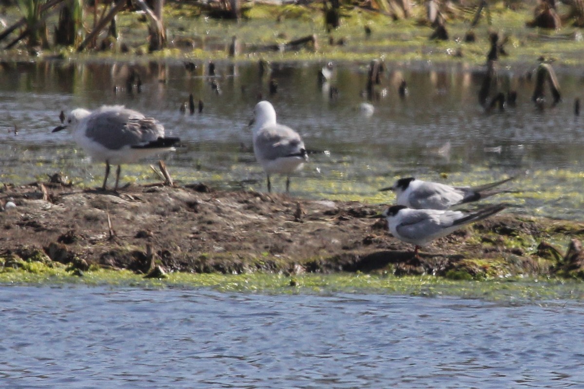 Common Tern - ML613670143