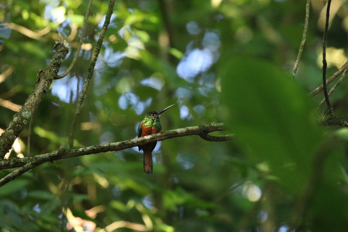 White-chinned Jacamar - Steven Sweeney