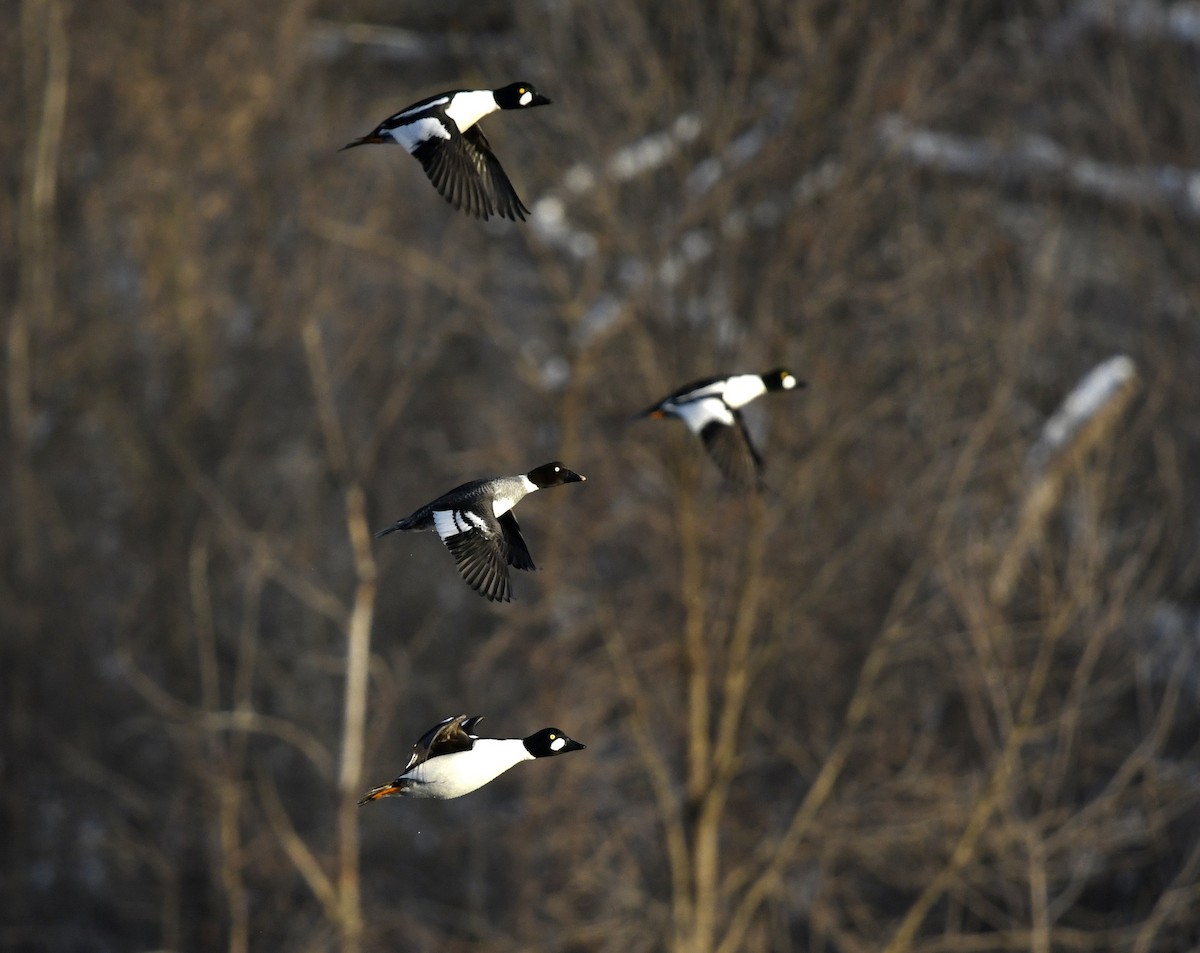 Common Goldeneye - ML613670329