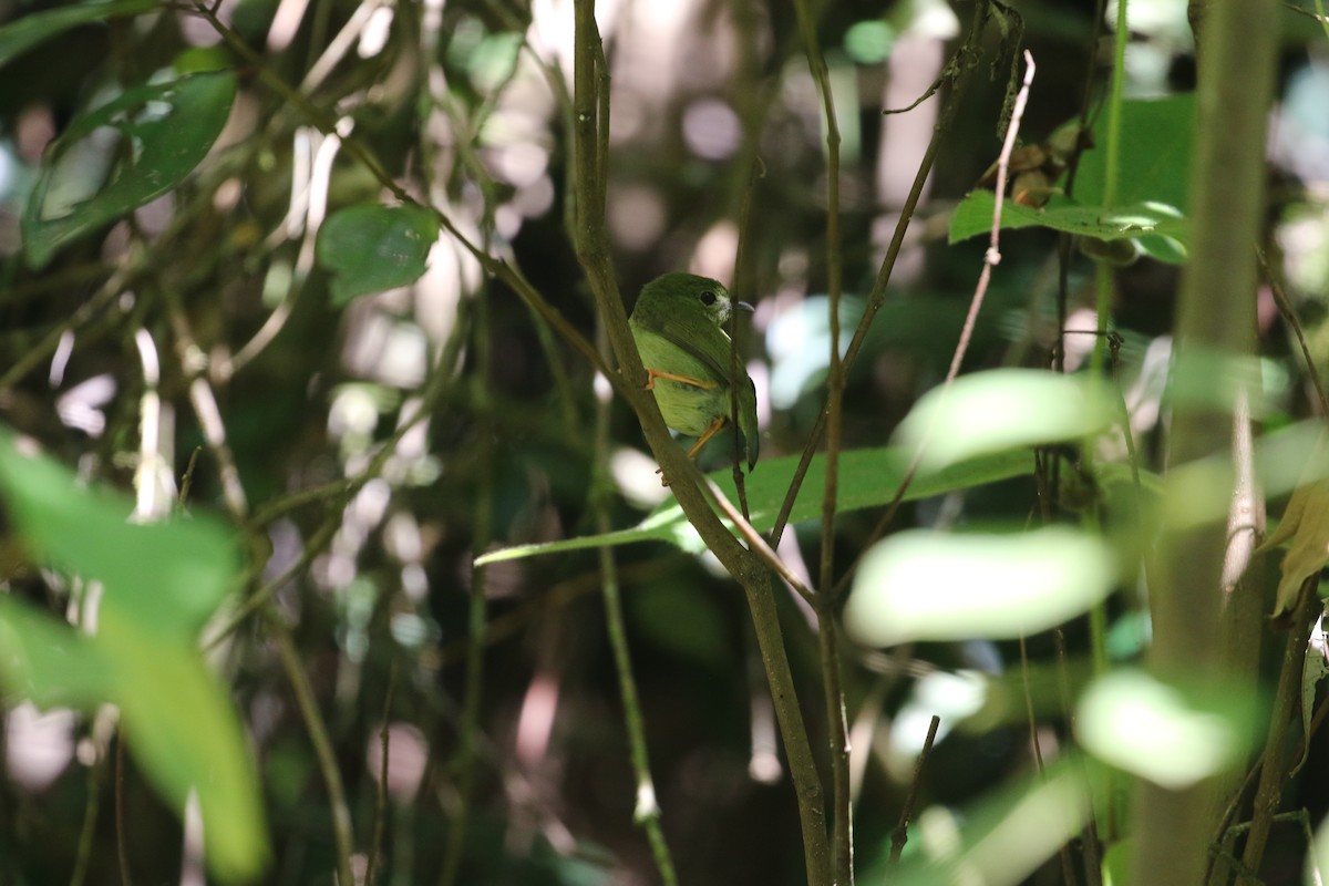 White-bearded Manakin - ML613670336