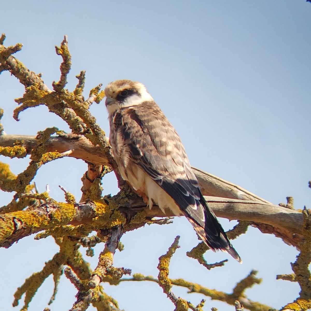 Red-footed Falcon - ML613670350