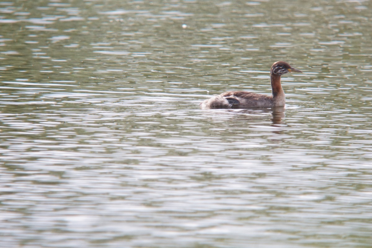 Red-necked Grebe - ML613670389