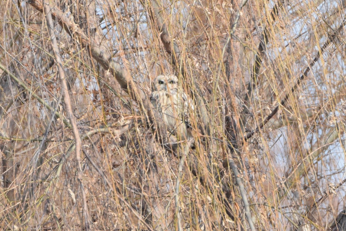 Short-eared Owl - ML613670392
