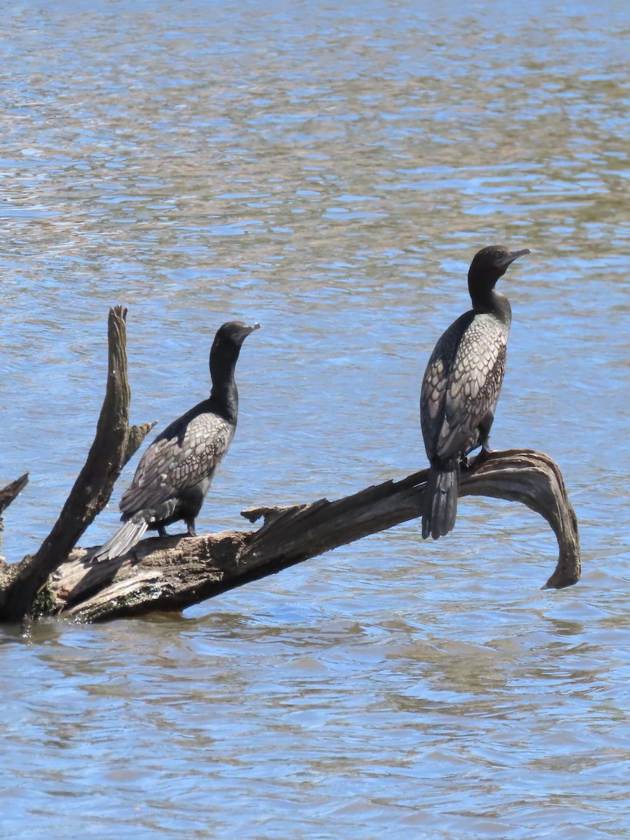 Little Black Cormorant - ML613670422