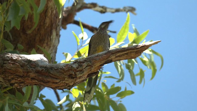 Red Wattlebird - ML613670432