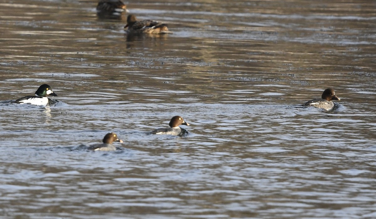 Common Goldeneye - ML613670457