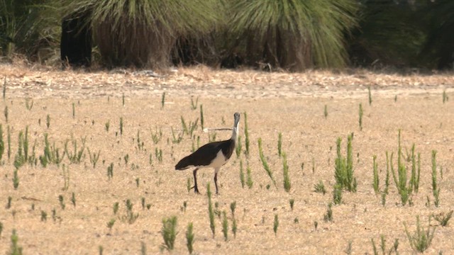 Straw-necked Ibis - ML613670492