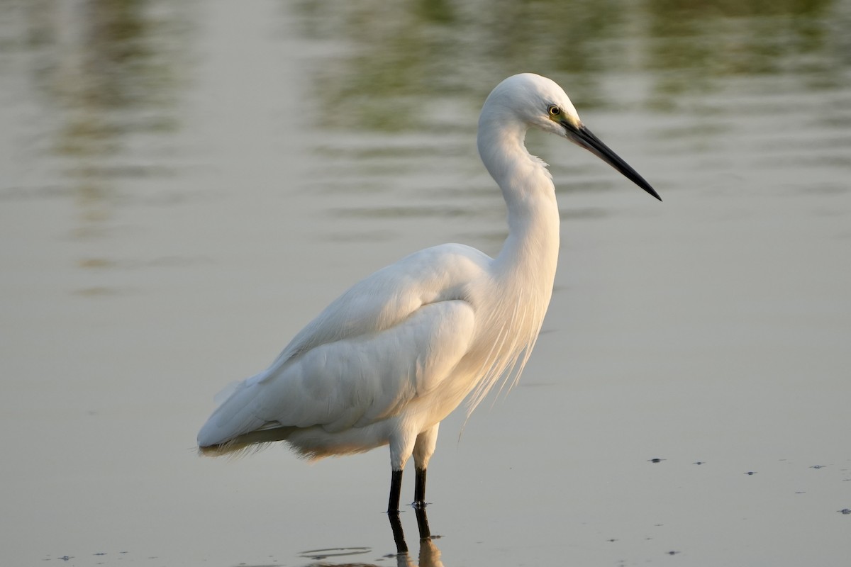 Little Egret - ML613670561