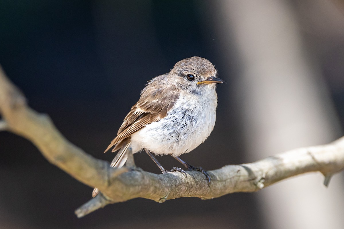 Red-capped Robin - ML613670660