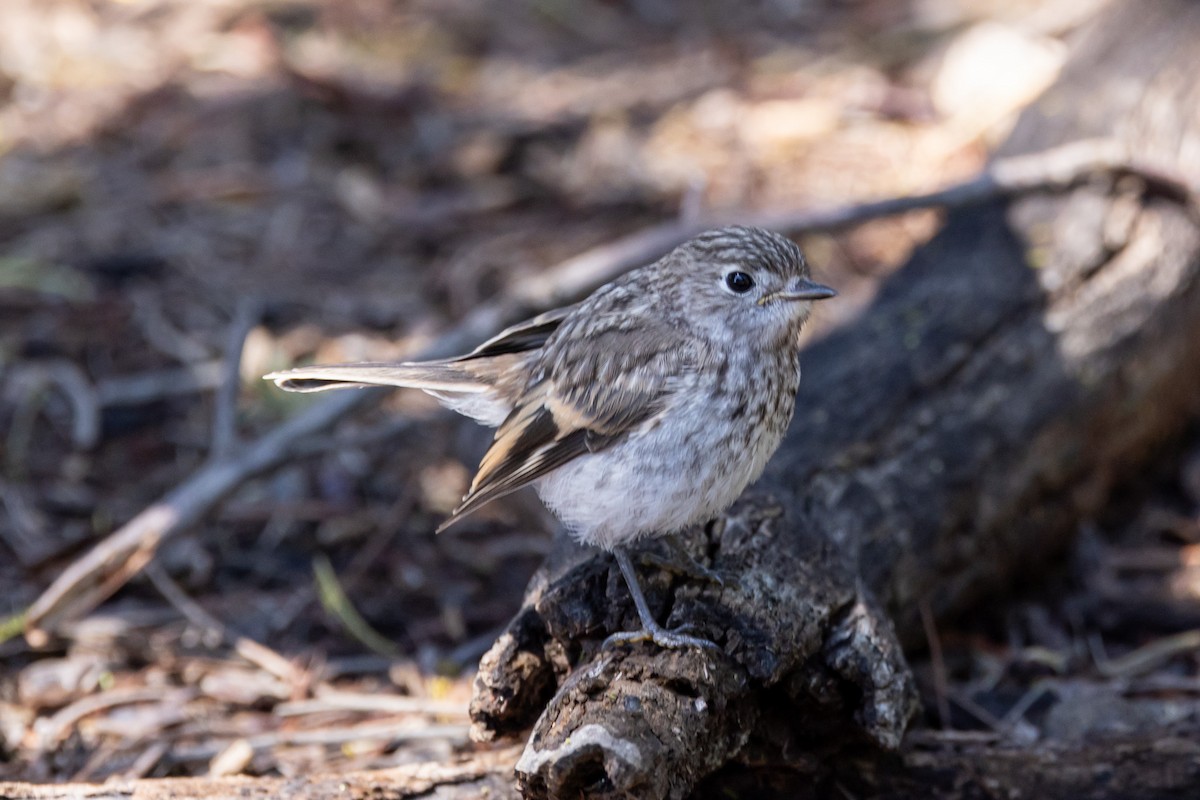 Red-capped Robin - ML613670662