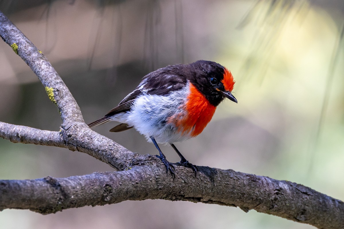 Red-capped Robin - ML613670664