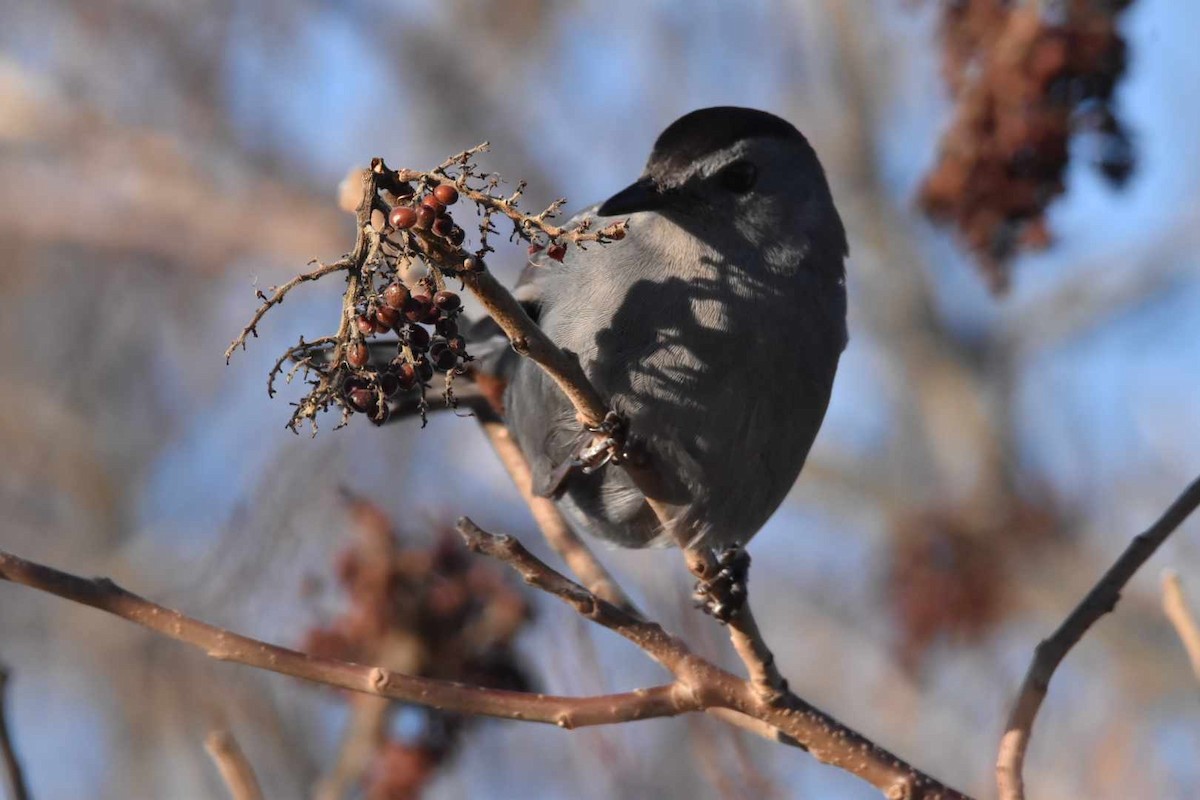 Gray Catbird - Nancy Benanito-sgromolo