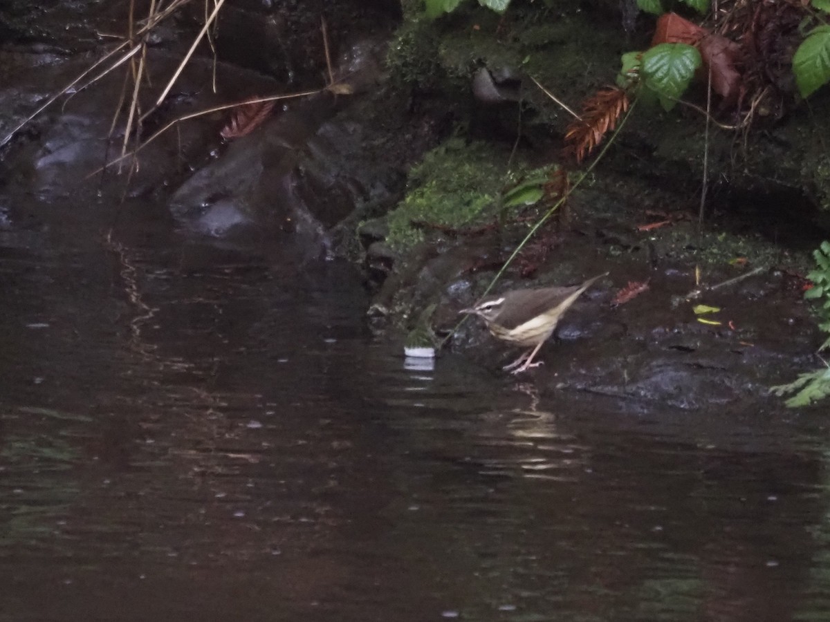 Louisiana Waterthrush - James Maughn