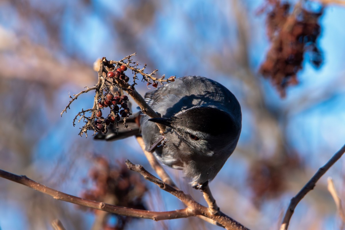 Gray Catbird - Nancy Benanito-sgromolo