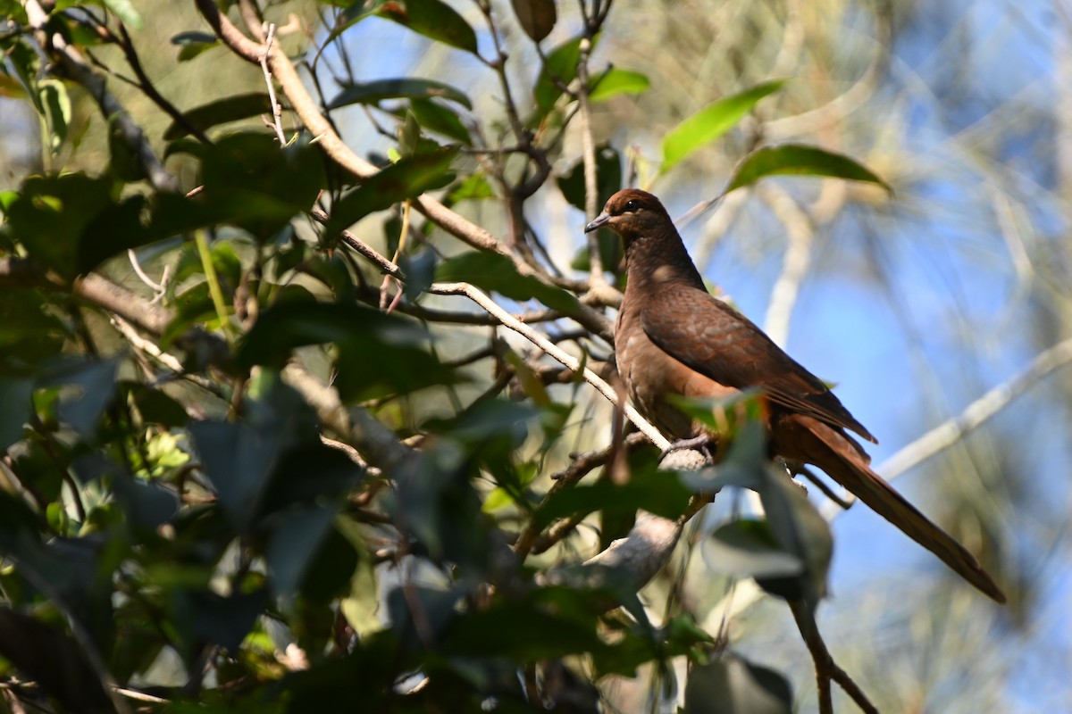 Brown Cuckoo-Dove - ML613670708