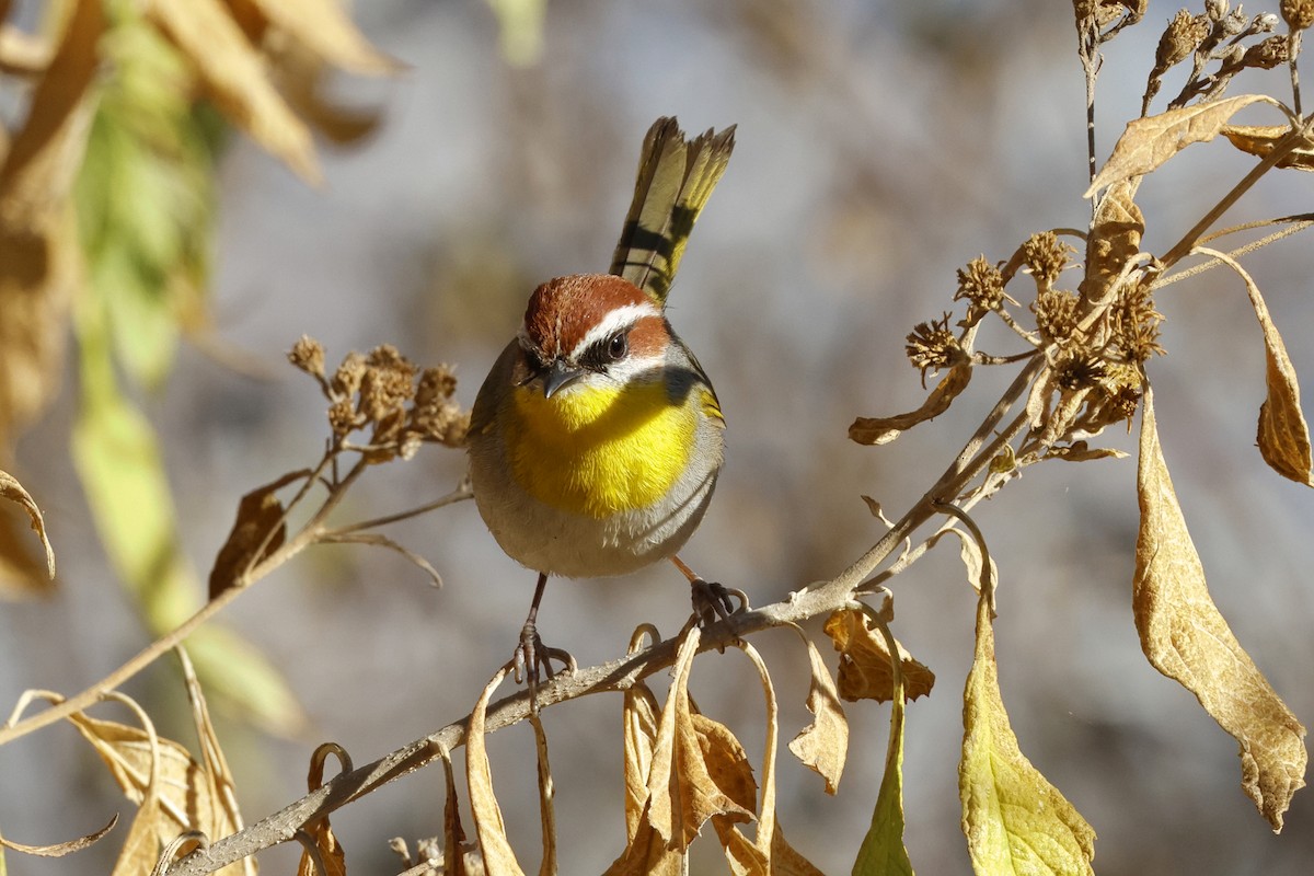 Rufous-capped Warbler - ML613670716