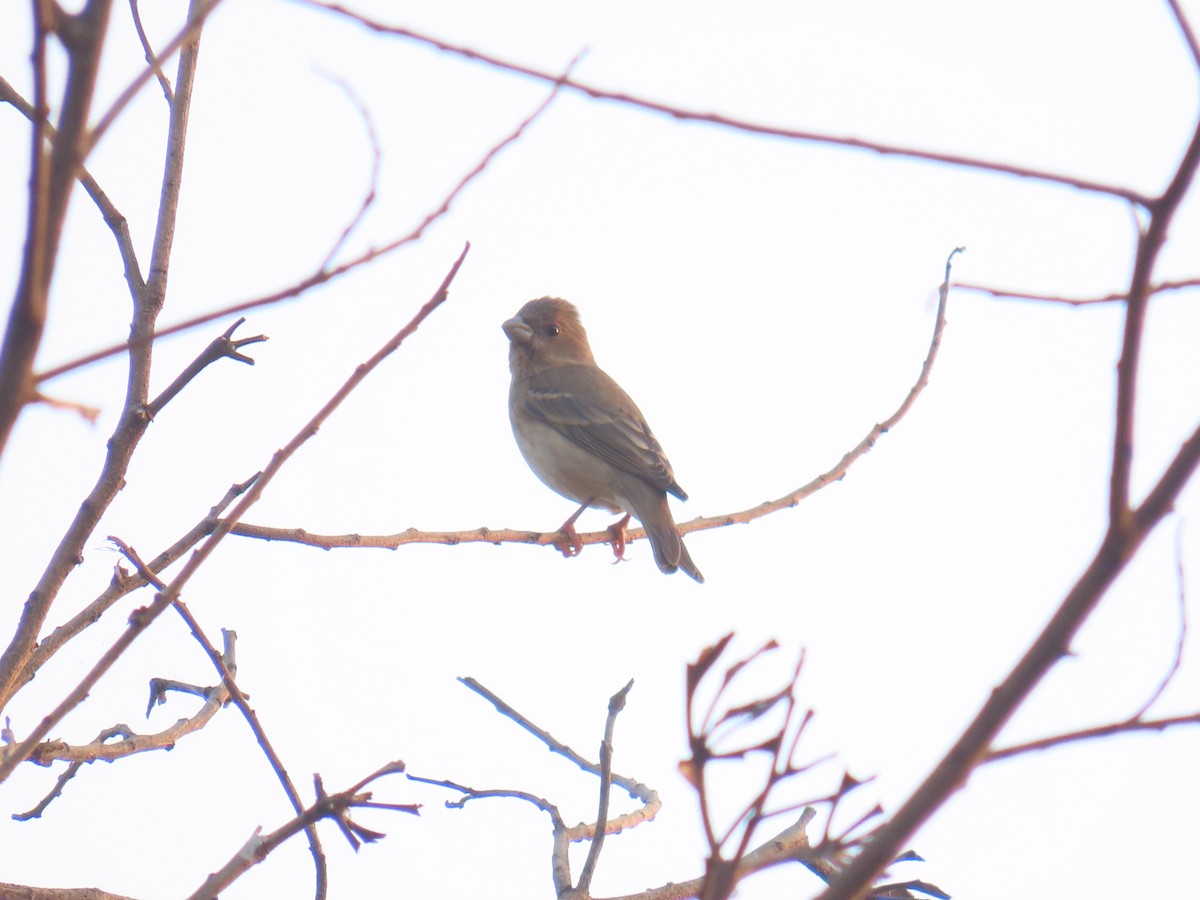 Common Rosefinch - ML613670724