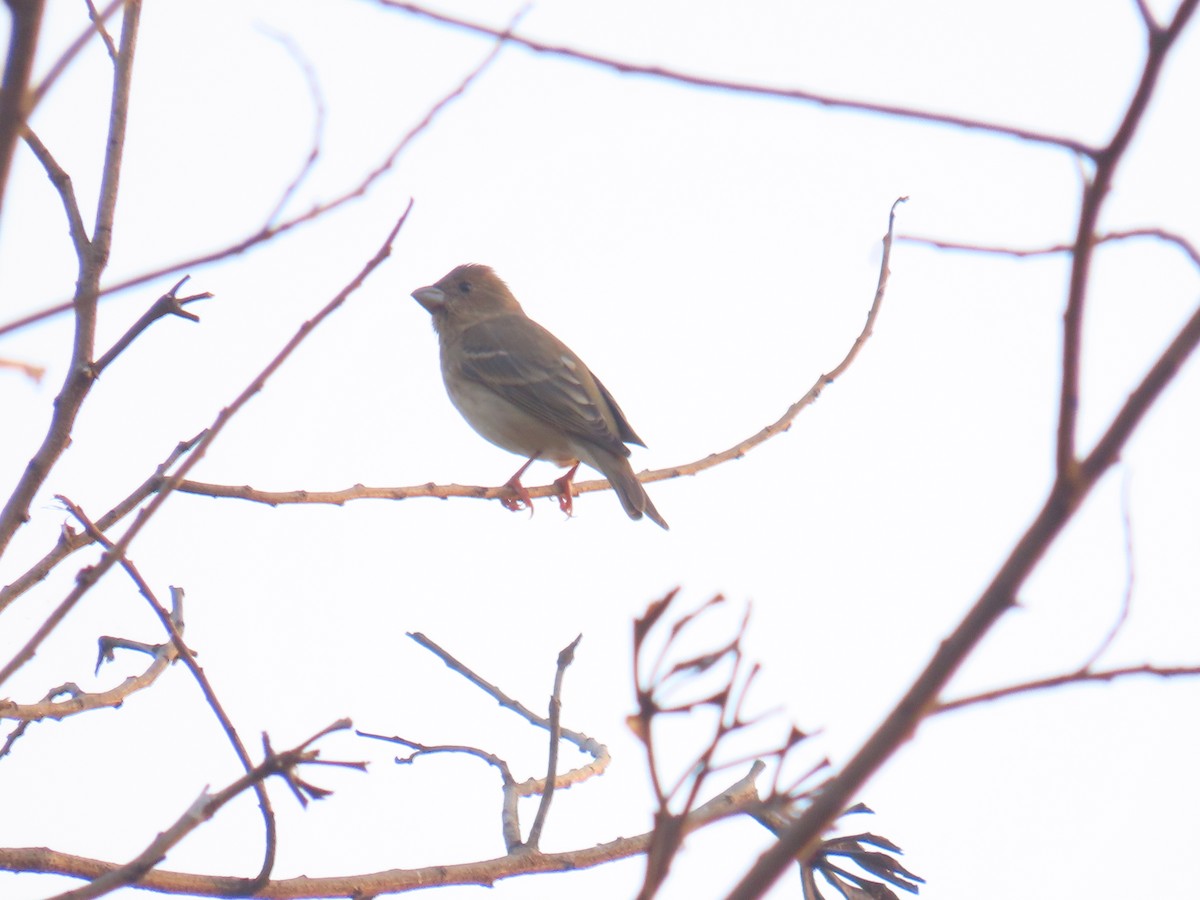 Common Rosefinch - ML613670725
