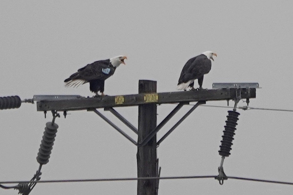 Bald Eagle - ML613670749